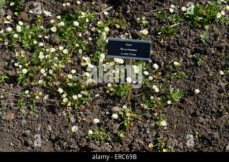 Daisy bellis perennis, Physic Garden, Cowbridge, Vale of Glamorgan, South Wales, Regno Unito. Foto Stock
