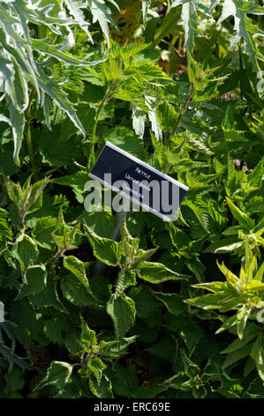 Ortica Urtica dioica, Physic Garden, Cowbridge, Vale of Glamorgan, South Wales, Regno Unito. Foto Stock