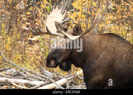 Moose Foto Stock