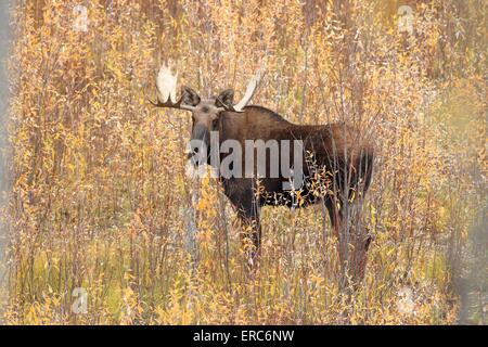 Moose Foto Stock