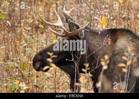 Moose Foto Stock