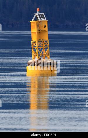 Stellers leoni di mare Foto Stock