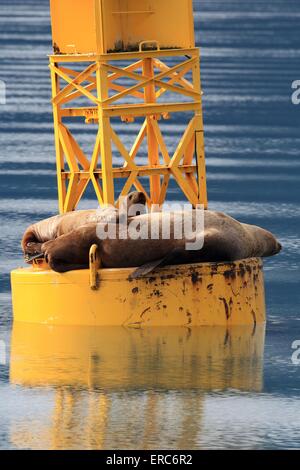 Stellers leoni di mare Foto Stock