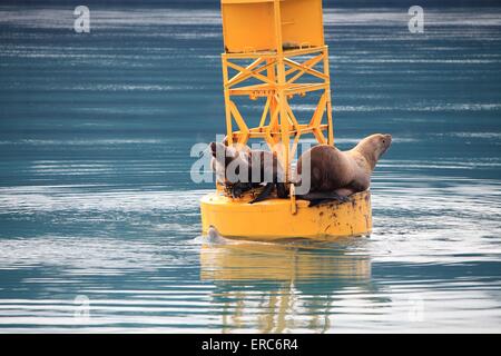 Stellers leoni di mare Foto Stock