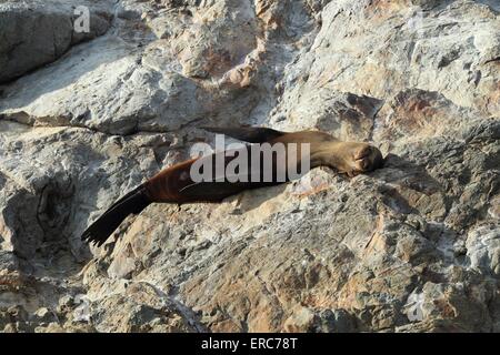 Hooker il leone di mare Foto Stock