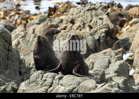 Hooker di leoni di mare Foto Stock