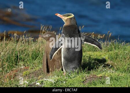 Giallo-eyed pinguini Foto Stock