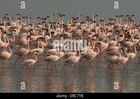 Fenicotteri minore camminando in Lake Nakuru KENYA Foto Stock