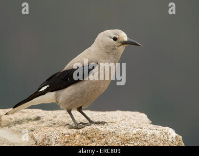 CLARK SCHIACCIANOCI BIRD PERMANENTE SULLA ROCCIA Foto Stock