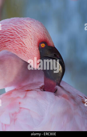 LESSER FLAMINGO PREENING Foto Stock