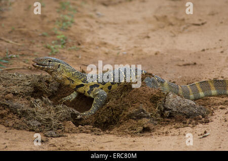 MONITOR DEL NILO LIZARD dal foro scavato alla ricerca di sterco di coleotteri Foto Stock