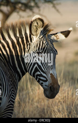 Di GREVY ZEBRA colpo di testa Foto Stock