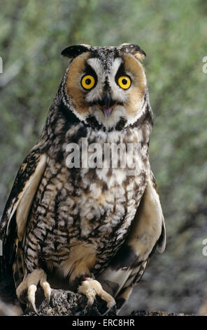 LONG EARED OWL Asio Otis Europa, ASIA, AMERICA DEL NORD Foto Stock