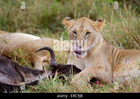 Giovani lion (Panthera Leo) a uccidere, alimentazione su GNU carcassa, Masai Mara riserva nazionale, Kenya Foto Stock