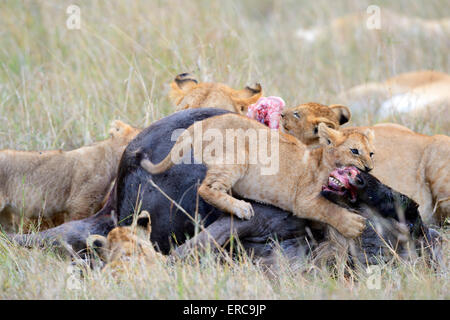 I Lions (Panthera leo), lion family, a uccidere, alimentando su GNU carcassa, Masai Mara riserva nazionale, Kenya Foto Stock