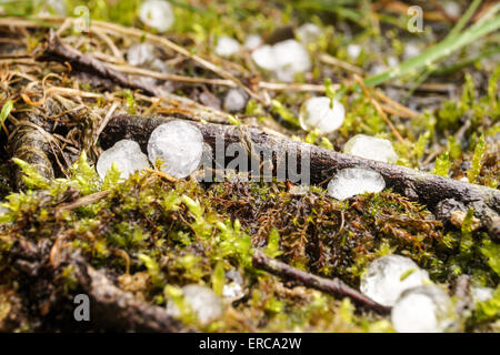 Ave si trova sul suolo della foresta, ghiaccio round Ave, close up Foto Stock