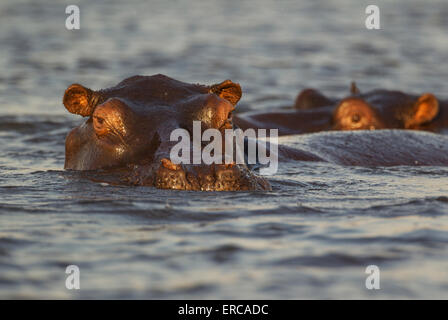 Ippopotamo (Hippopotamus amphibius) nell'acqua, close-up, nel Chobe River, Chobe National Park, Botswana Foto Stock