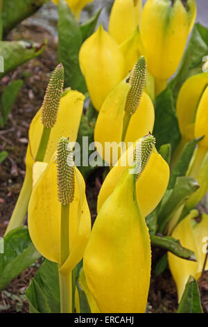 American Skunk cavolo (Lysichiton americanus) cresce in posizione pondside. Foto Stock