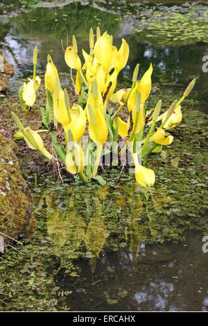 American Skunk cavolo (Lysichiton americanus) cresce in posizione pondside. Foto Stock