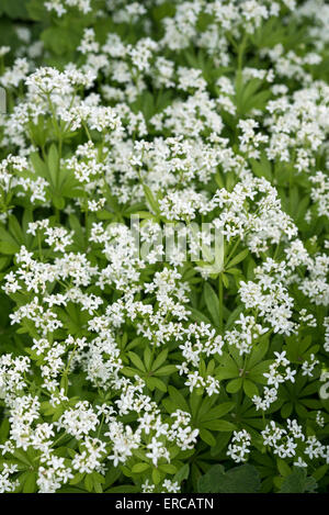 Linguetta a disco (Galium Odoratum) con fiori di colore bianco e vortici di foglie verdi in primavera. Foto Stock