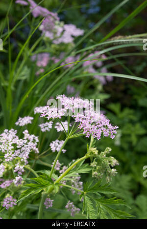 Chaerophyllum Hirsutum roseum crescono in un giardino inglese in primavera. Foto Stock