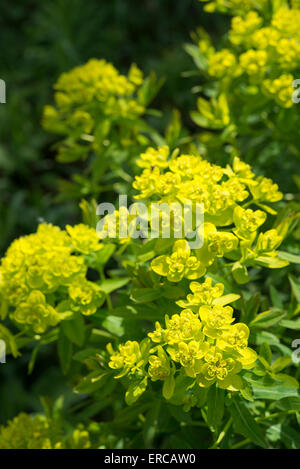 Euphorbia Palustris 'Wahlenberg glorie dell' con vivaci giallo e verde fiore capi nella tarda primavera. Foto Stock