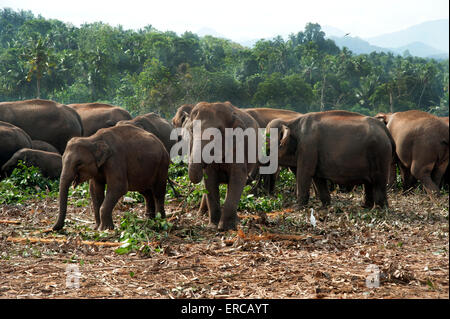 Un gruppo di pazienti adulti e baby elefanti a mangiare il Pinnewala l'Orfanotrofio degli Elefanti di Kandy Sri Lanka Foto Stock