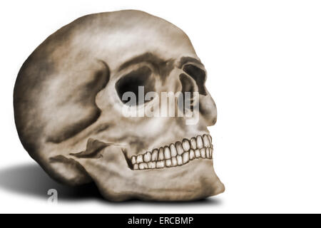 cranio umano Foto Stock
