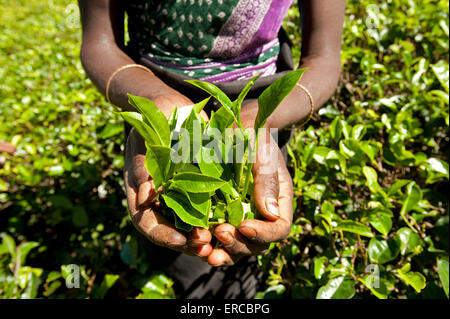 Una donna Tamil contiene fino manciate di appena raccolto le foglie di tè in una piantagione di tè in Nuwara Eliya Sri Lanka Foto Stock