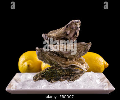 Quattro ostrica guscio su ghiaccio con il limone come equilibrio stack, sfondo nero Foto Stock