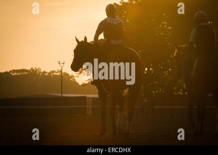 Elmont, New York, Stati Uniti d'America. 31 Maggio, 2015. Cavalli sulla via principale di questa mattina a Belmont Park Racetrack, domenica 31 maggio, 2015. © Bryan Smith/ZUMA filo/Alamy Live News Foto Stock