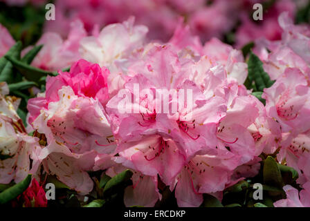 Fioritura di rododendro Foto Stock