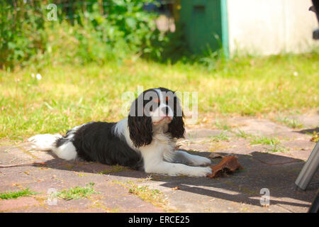Cavalier King Charles Spaniel, maschio, 9 mesi, tricolore, con il giocattolo da masticare, Texel, Paesi Bassi|Cavalier King Charles Spaniel, Ju Foto Stock