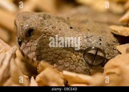 Boa constrictor Foto Stock