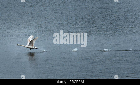 Moritzburg, Germania. Dal 01 Giugno, 2015. Un Cigno ottiene airborne presso lo stagno al castello di Moritzburg di Moritzburg, Germania, 01 giugno 2015. Foto: Arno Burgi/dpa/Alamy Live News Foto Stock