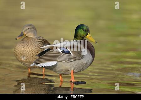 Germani reali Foto Stock