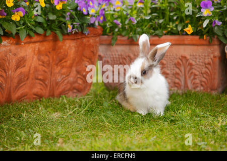 Lop Dwarf Rabbit, giovani, 5 settimane|Zwergwidderkaninchen, Jungtier, 5 Wochen Foto Stock