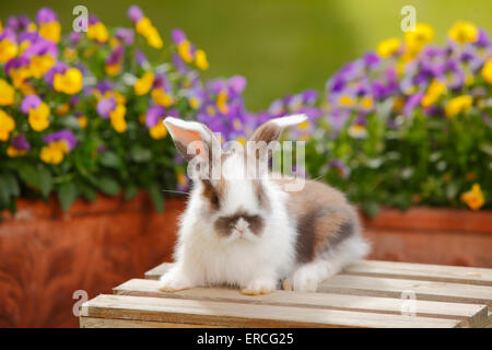 Lop Dwarf Rabbit, giovani, 5 settimane|Zwergwidderkaninchen, Jungtier, 5 Wochen Foto Stock