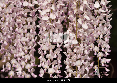Dettaglio dei fiori di luce viola pallido rosa delicato viola malva colore lavanda fiori di glicine Foto Stock