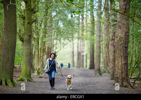 Nella foto dog walkers utilizzare percorsi attraverso i boschi di alberi il bordo a Alderley è una cresta di terra che separa una stretta e sho Foto Stock