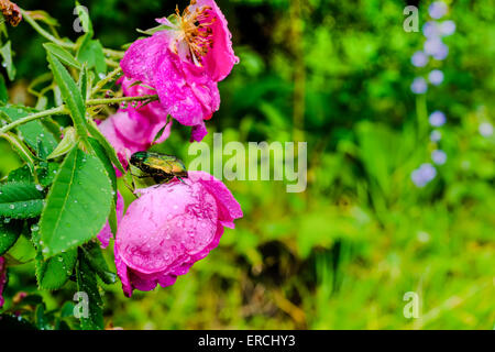 Primo piano della cockchafer seduta su un fiore rosa rosa con gocce di pioggia in natura Foto Stock