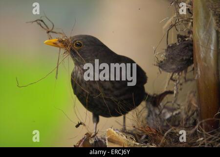 Blackbird a nidificazione Foto Stock