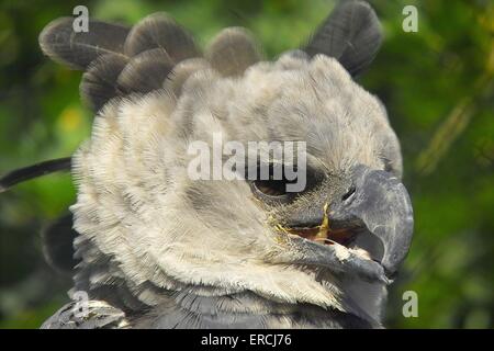 Aquila arpìa Foto Stock