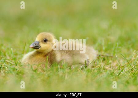 oca di Graylag Foto Stock