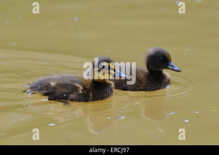 Germano reale Foto Stock