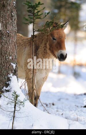 Cavallo di Przewalski Foto Stock