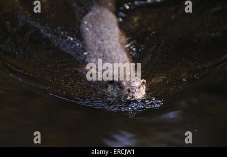 Nuoto lontra comune Foto Stock