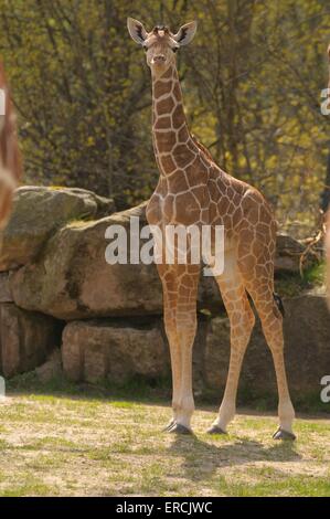 giovane giraffa Foto Stock