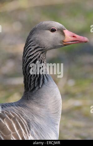 Oca graylag ritratto Foto Stock