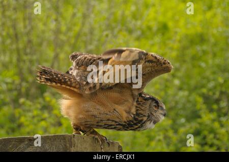 Gufo di Aquila Foto Stock